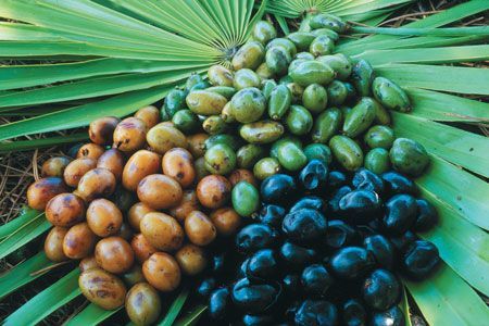 Saw Palmetto: The Natural Rogaine?